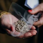 L'Espagne protège ses semences pour l'agriculture du futur en rejoignant le réseau européen des banques de gènes