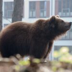 Les ours bruns s'approchent des villes à la recherche de nourriture : les fruits expliquent une grande partie de leurs visites
