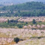 Viver transforme ses champs agricoles en coupe-feu quatre ans après l'incendie de Bejís