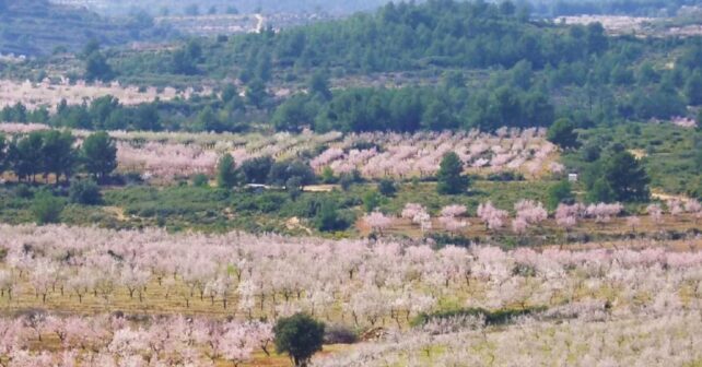 Viver convierte sus campos agrícolas en cortafuegos contra incendios cuatro años después del fuego de Bejís