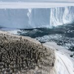 Un iceberg de 20 mètres de haut et de près de 14 kilomètres de long s'est échoué entre une colonie de manchots empereurs et leur zone d'alimentation en Antarctique : le nombre d'oisillons survivants a chuté de 69 % en une seule saison