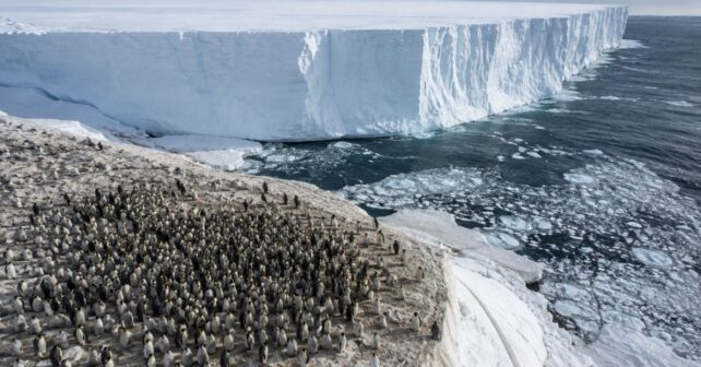 Un iceberg de 20 metros de altura y casi 14 kilómetros de largo se encalló entre una colonia de pingüinos emperador y su zona de alimentación en la Antártida: el número de crías supervivientes se desplomó un 69% en apenas una temporada