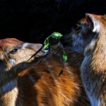 Les animaux changent de comportement pendant l'éclipse solaire : les singes se réfugient et les oiseaux s'endorment