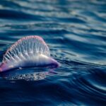 Le navire de guerre portugais augmente sa présence dans la mer Cantabrique en raison du changement climatique
