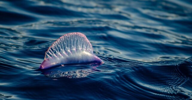 La carabela portuguesa aumenta su presencia en el Cantábrico por el cambio climático