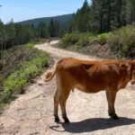 L'Andalousie mène la récupération des routes de bétail en Espagne avec un investissement record de 88 millions
