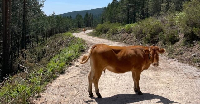 Andalucía lidera la recuperación de vías pecuarias en España con una inversión récord de 88 millones