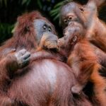 Journée mondiale de l'orang-outan 2026 : alerte rouge à l'extinction
