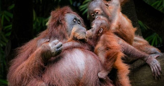 Día Mundial del Orangután 2026: alerta roja por extinción