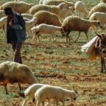 La Communauté valencienne triple son aide au pâturage contre les incendies et alloue 500 000 euros