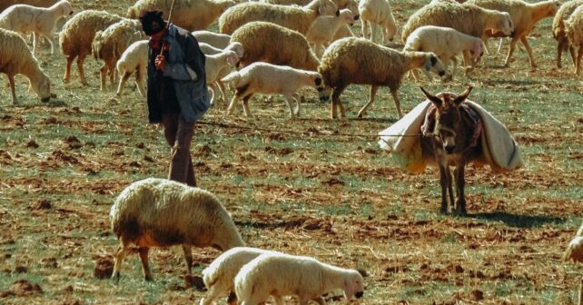 La Comunitat Valenciana triplica las ayudas al pastoreo contra incendios y destina 500.000 euros