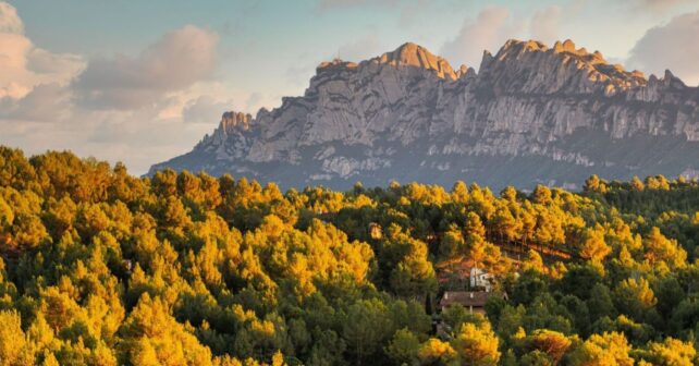 Cataluña invierte un millón de euros en innovación forestal para prevenir incendios y sustituir el plástico