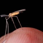 Journée mondiale du moustique 2026 : l'insecte qui cause plus d'un million de morts par an