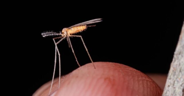 Día Mundial del Mosquito 2026: el insecto que causa más de un millón de muertes al año