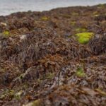Les algues envahissantes menacent la posidonie méditerranéenne et réduisent sa biomasse jusqu'à 50 %