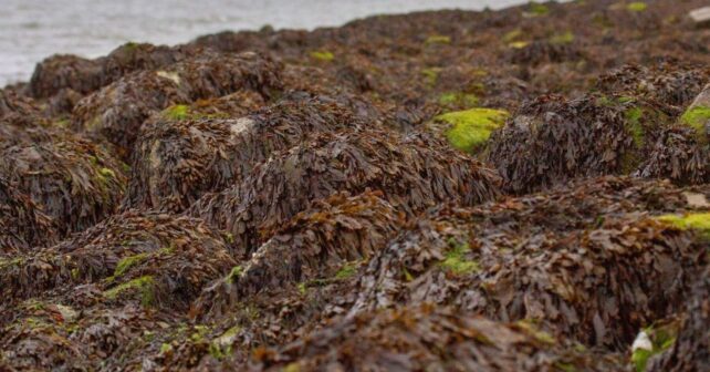 Las algas invasoras amenazan la posidonia del Mediterráneo y reducen hasta un 50 % su biomasa