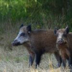 Les écologistes demandent l'annulation de l'urgence de la chasse au sanglier en Galice et remettent en question ses chiffres