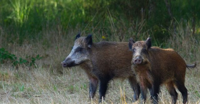 Los ecologistas piden anular la emergencia cinegética del jabalí en Galicia y cuestionan sus cifras