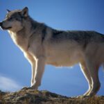 Les Asturies prévoient de tuer 67 loups et Alianza Verde exige d'arrêter ces massacres