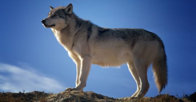 Asturias planea abatir 67 lobos y Alianza Verde exige detener la matanza