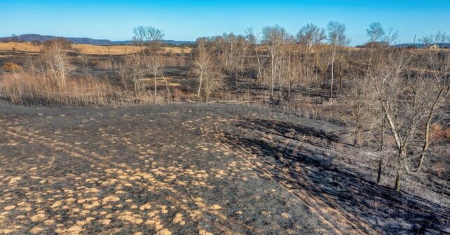 Los incendios dejan a miles de animales sin hogar: el drama que continúa cuando se apaga el fuego