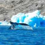 Des milliers de baleines franchissent le Groenland alors que l'Arctique perd sa frontière glaciaire