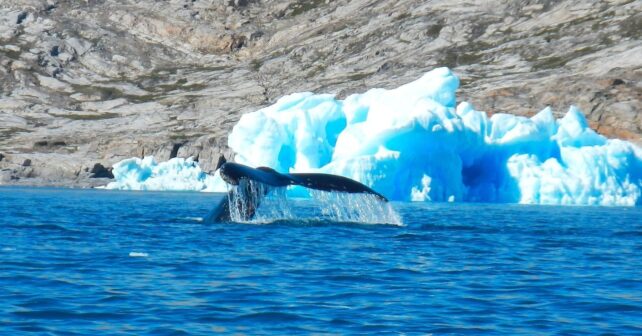 Miles de ballenas irrumpen en Groenlandia mientras el Ártico pierde su frontera de hielo