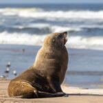 La grippe aviaire attaque l'Australie : la mort d'un lion de mer déclenche toutes les alertes