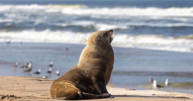 La gripe aviar ataca en Australia: la muerte de un lobo marino despierta todas las alertas
