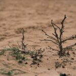 COP17 contre la désertification : les pays du Sud exigent un financement urgent et une action climatique en Mongolie
