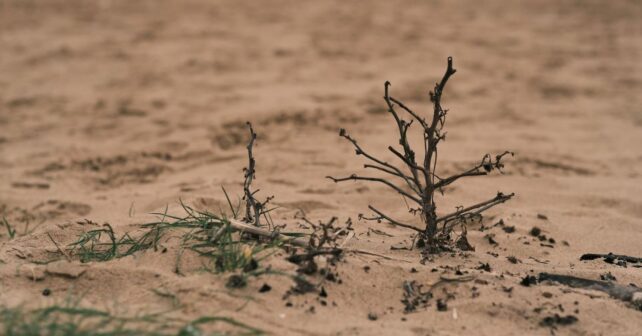 COP17 contra la desertificación: los países del Sur global exigen financiación urgente y acción climática en Mongolia