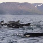 Ils chassent les requins, les phoques et même les grandes baleines, mais il existe un animal qui effraie même les orques et les scientifiques ne savent pas pourquoi depuis plus de 20 ans.