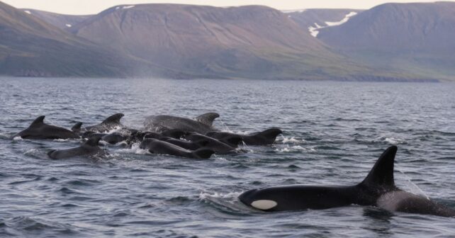 Cazan tiburones, focas y hasta ballenas grandes pero hay un animal que asusta incluso a las orcas y los científicos llevan más de 20 años sin saber por qué