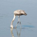 Doñana manque de temps : 140 hectares de cultures occupent des couloirs clés pour sauver l'espace naturel