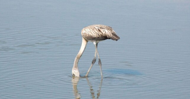 Doñana se queda sin tiempo: 140 hectáreas de cultivos ocupan corredores clave para salvar el espacio natural