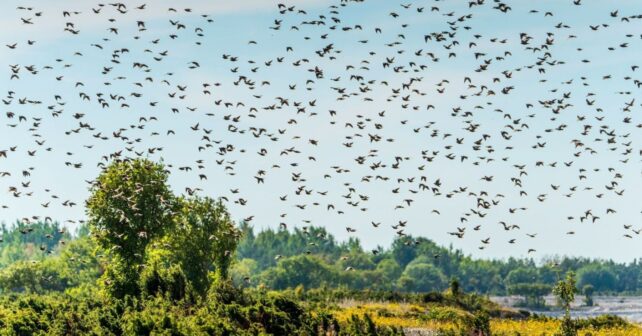 La colonia de avión común de Cabañeros deja una señal preocupante: solo el 29 % de los nidos está ocupado