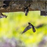 Faune en Navarre : 940 animaux soignés révèlent comment les villes deviennent des refuges