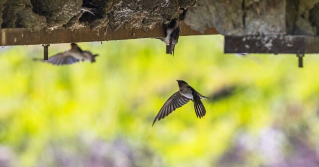 Fauna silvestre en Navarra: 940 animales atendidos revelan cómo las ciudades se están convirtiendo en refugio