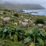 Des milliers de moutons abandonnés sur une île sont restés sauvages et ont dévasté sa flore unique pendant des décennies, jusqu'à ce que la Nouvelle-Zélande lance une opération qui a pris plus de 20 ans pour les éliminer complètement.