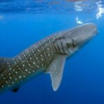 Journée internationale du requin baleine 2026