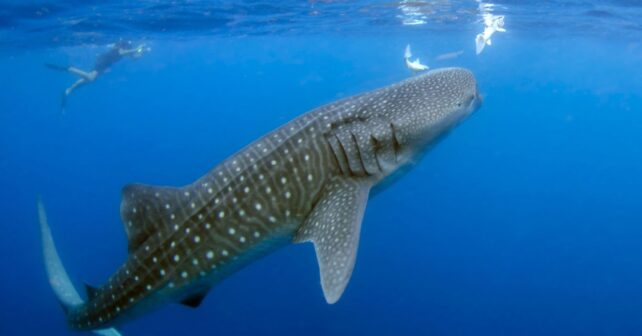 Día Internacional del Tiburón Ballena 2026