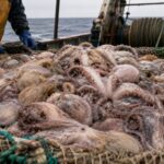 Il y a à peine deux ans, les grosses pieuvres étaient à peine capturées en mer du Nord : aujourd'hui, elles sortent des filets par tonnes, et les experts accusent le réchauffement de l'eau et la disparition du cabillaud.