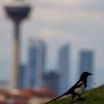 L'IA pour détecter la faune à Madrid découvre une biodiversité inattendue : 126 espèces d'oiseaux et de chauves-souris sous surveillance acoustique