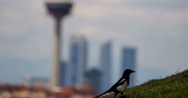 La IA para detectar fauna en Madrid descubre una biodiversidad inesperada: 126 especies de aves y murciélagos bajo vigilancia acústica