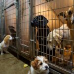 90 chiens cherchent un foyer en urgence : leur refuge ferme faute de moyens