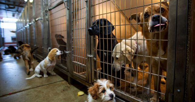 90 chiens cherchent un foyer en urgence : leur refuge ferme faute de moyens