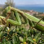 Elles semblent fascinantes par leur taille, mais ces deux mantes asiatiques ont déjà été officiellement déclarées envahissantes en Europe : elles dévorent les pollinisateurs, les lézards protégés et même les mâles avec lesquels elles s'accouplent.