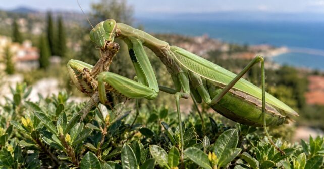 Parecen fascinantes por su tamaño, pero estas dos mantis asiáticas ya han sido declaradas oficialmente invasoras en Europa: devoran polinizadores, lagartijas protegidas y hasta a los machos con los que se apareaban