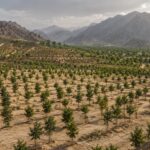 En 2024, 250 000 hectares avaient été récupérés : deux ans plus tard, l'Arabie Saoudite a dépassé le million d'hectares et 159 millions d'arbres plantés et s'apprête déjà à atteindre les 10 milliards avant 2030.