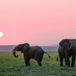 Journée mondiale de l'éléphant 2026
